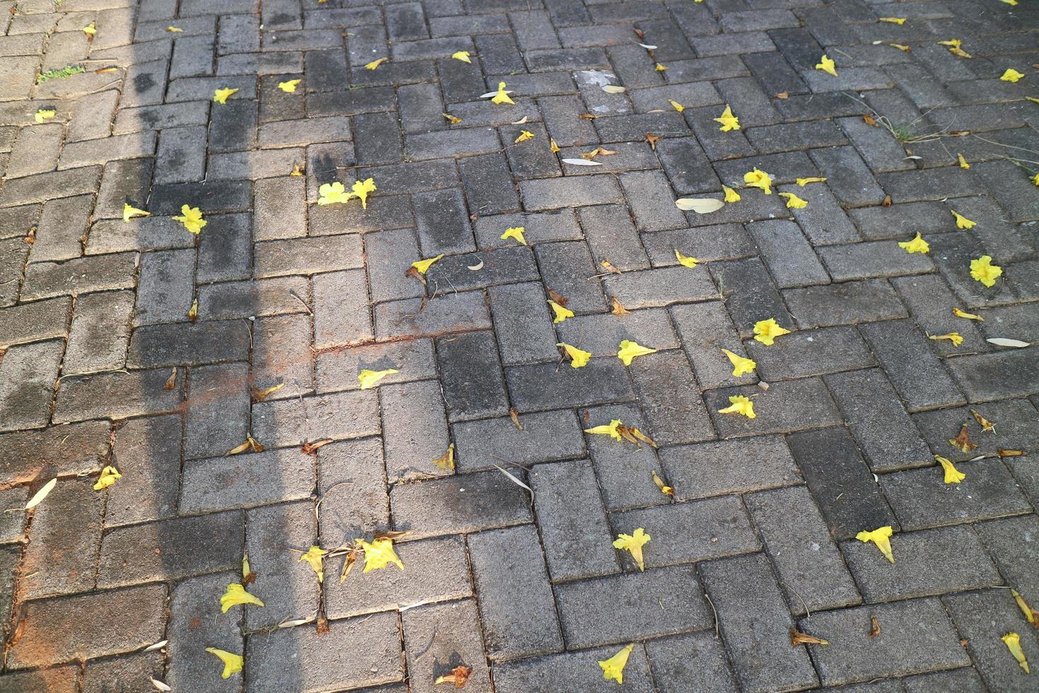 un' bellissimo fiore di nome d'oro tromba cascate su il pavimentazione strada foto