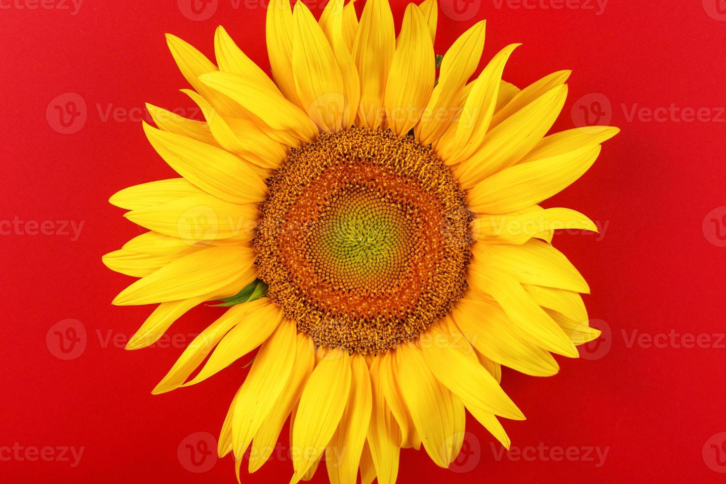 girasole giallo su un' rosso sfondo superiore Visualizza. gratuito spazio per copiando. foto