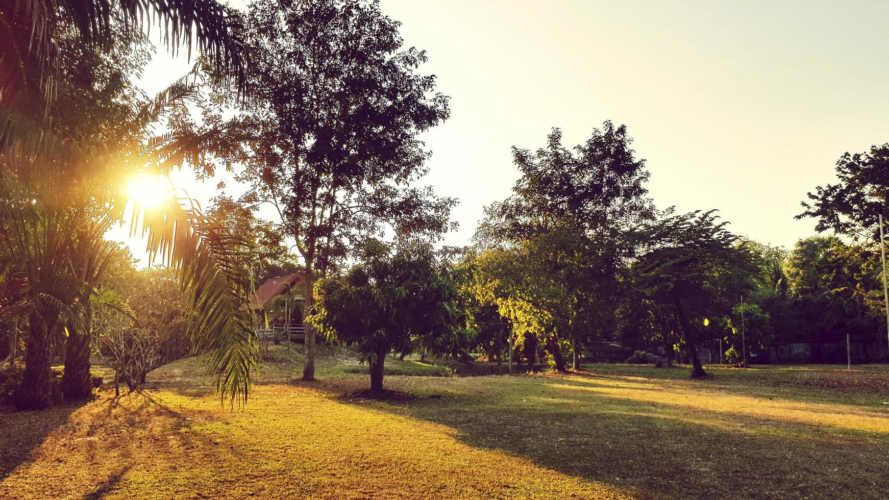 bellissimo Visualizza di natura con luce del sole bagliore e verde pianta su verde erba campo o prato e cielo sfondo nel sera. silhouette di albero e luce. naturale sfondo. esterno casa. foto