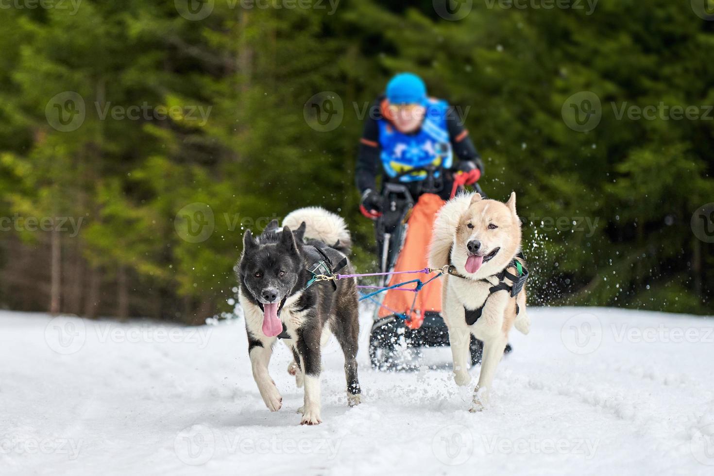 corse di cani da slitta husky foto