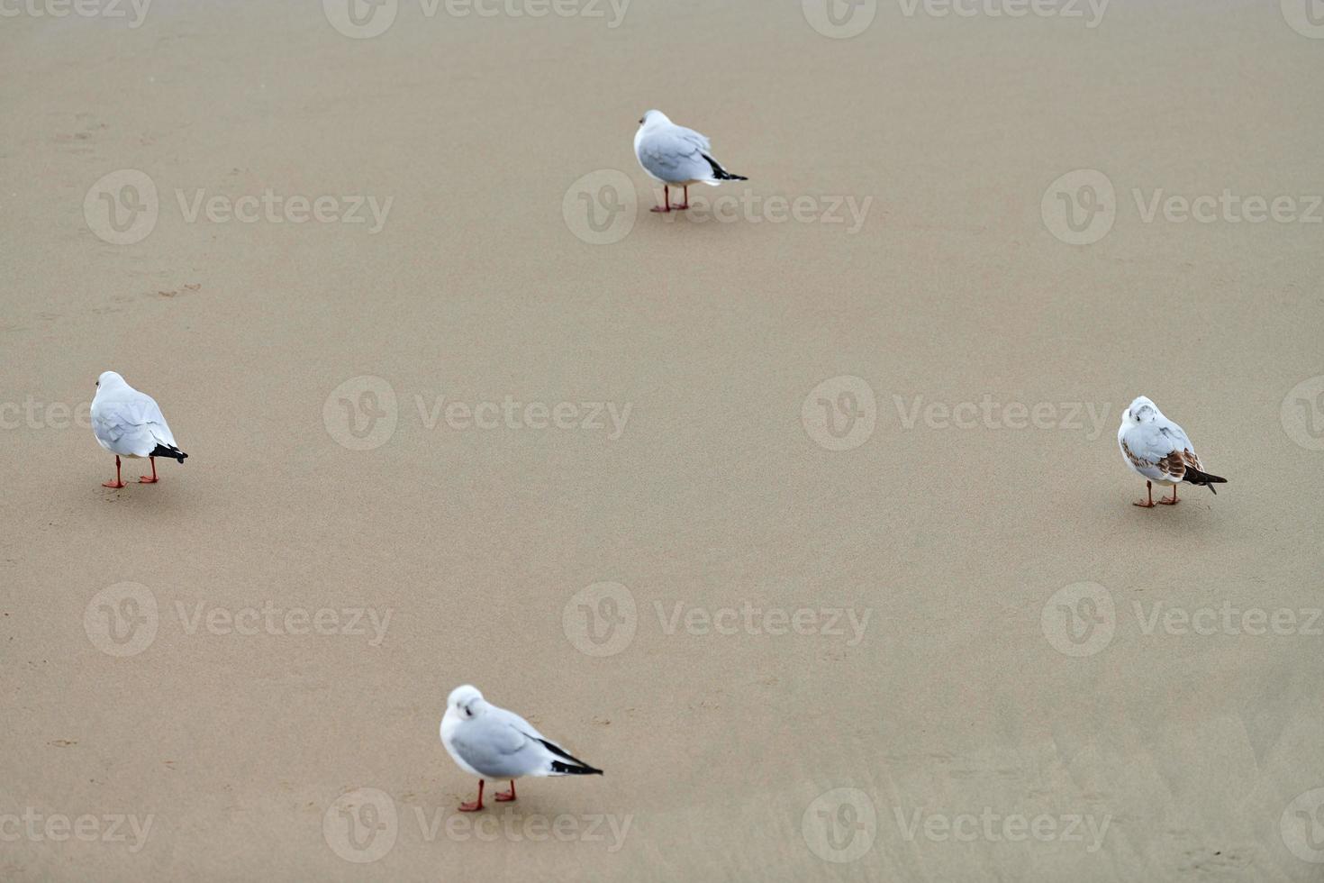 gabbiani che camminano sulla spiaggia sabbiosa vicino al Mar Baltico foto