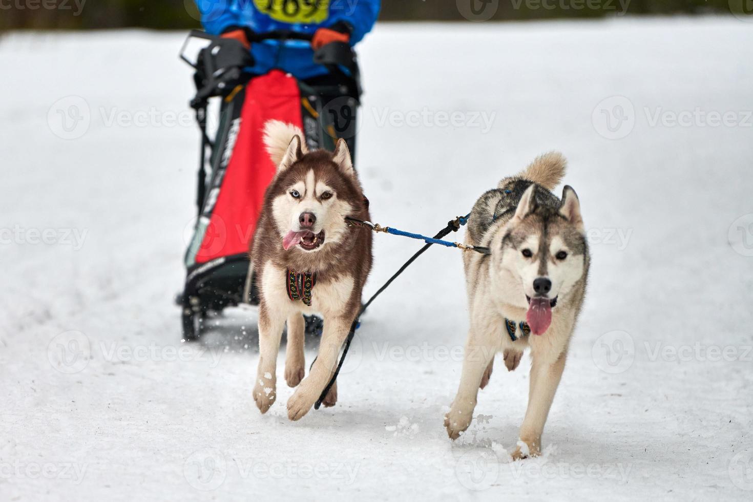 corse di cani da slitta husky foto