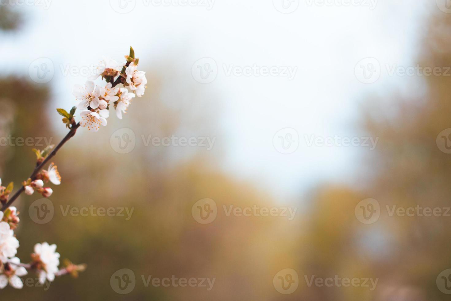 bianca fiori su alberi con copia spazio. rami di un' fioritura albero. foto