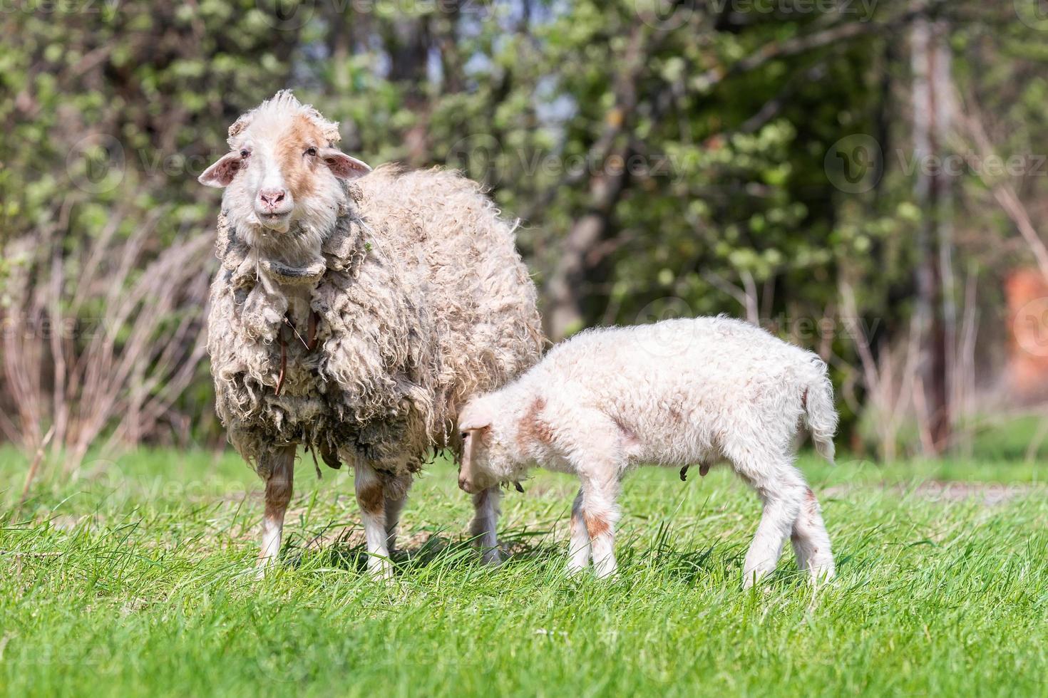 pecora e agnello su verde erba foto