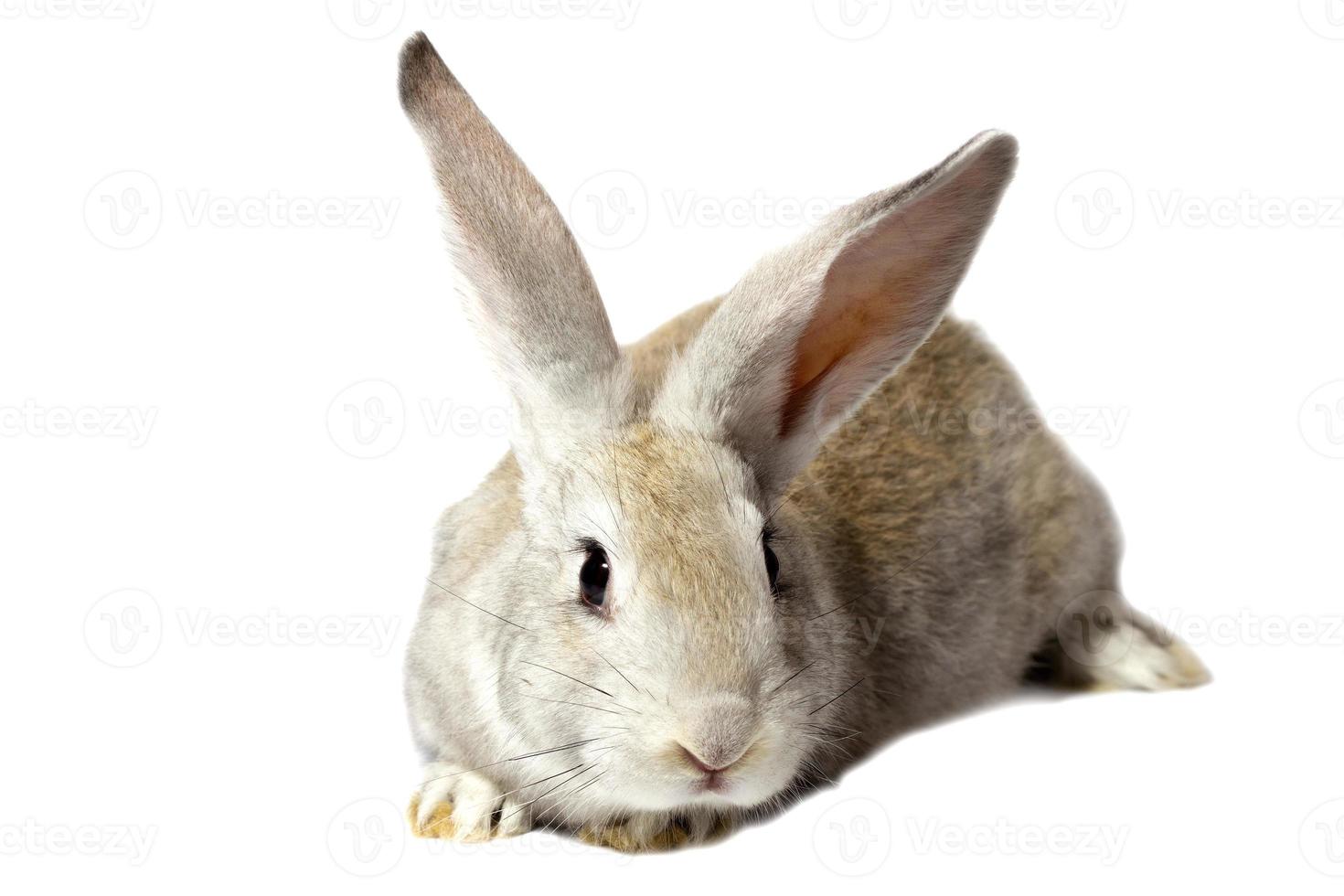 un' piccolo soffice grigio coniglio isolato su un' bianca sfondo. Pasqua coniglietto per il primavera vacanze. foto