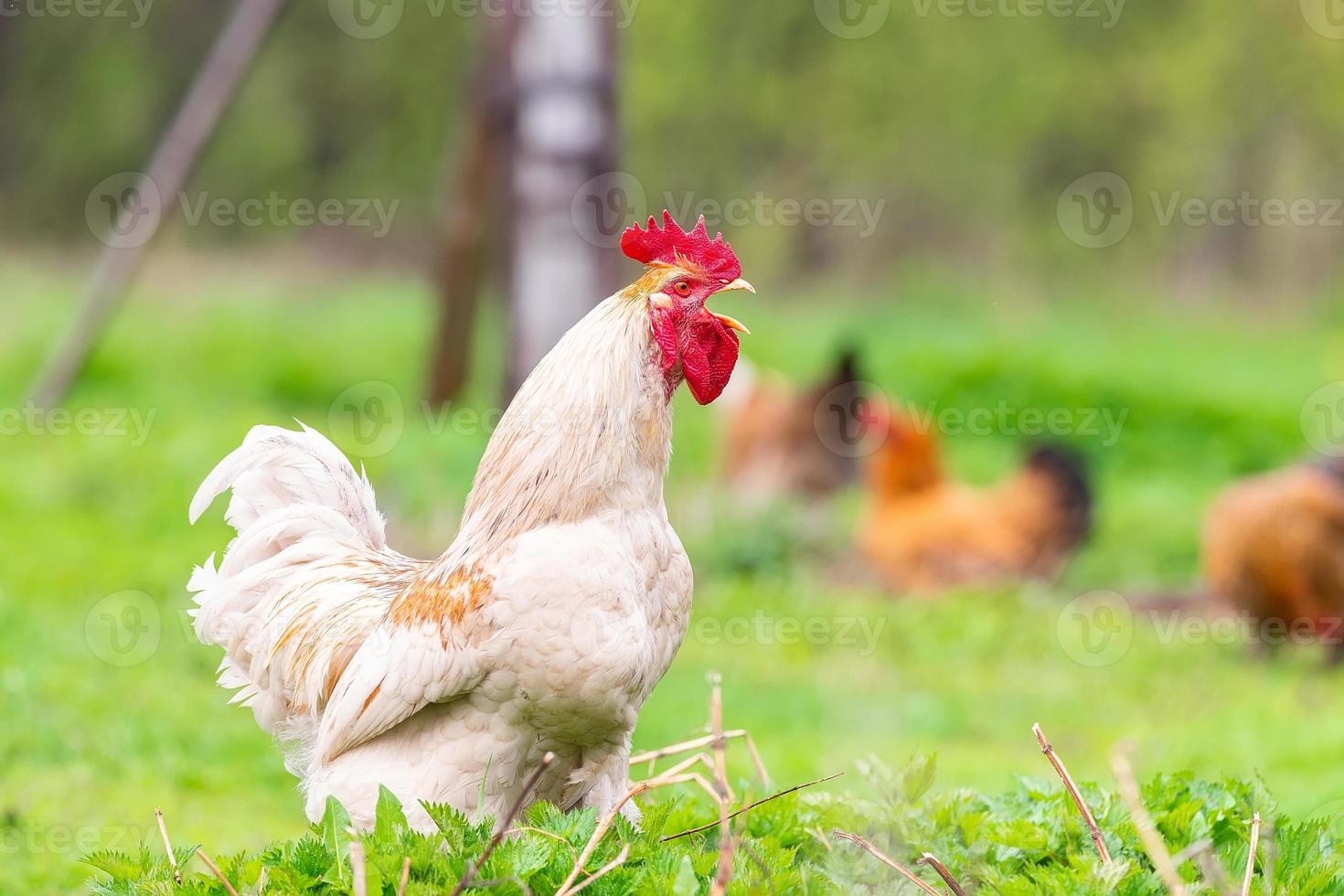 un' Gallo e un' free-range pollo su il erba nel il campagna. foto