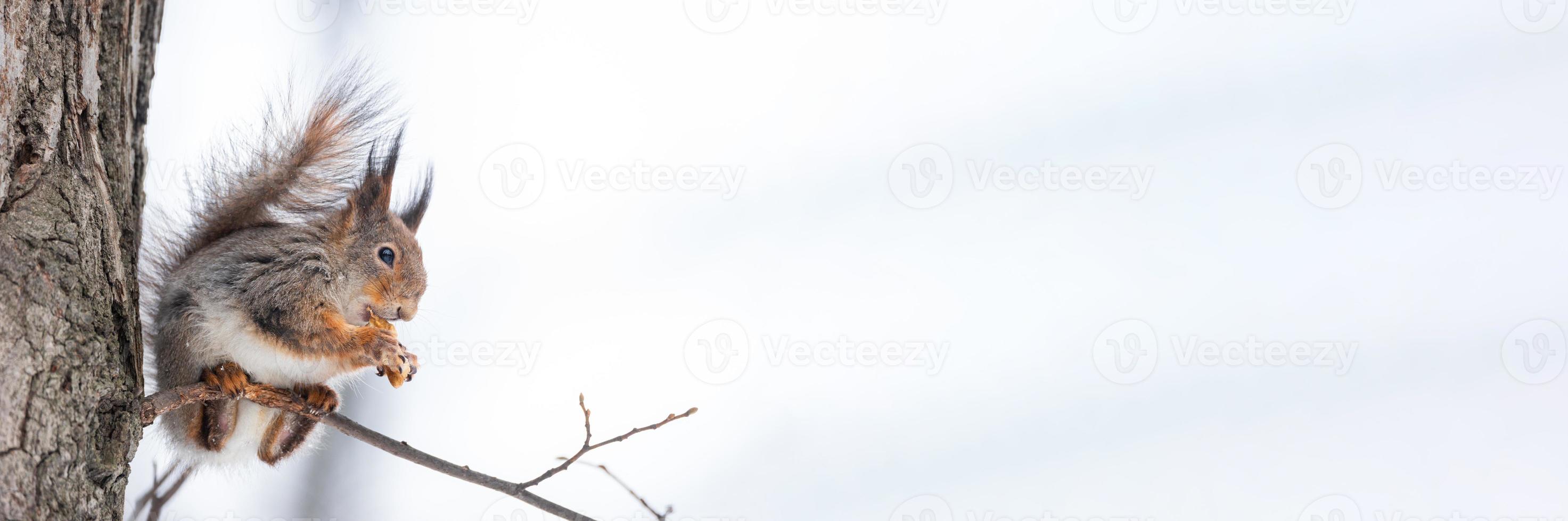 rosso scoiattolo seduta su un' albero ramo nel inverno foresta e brucatura semi su neve coperto alberi sfondo.. foto