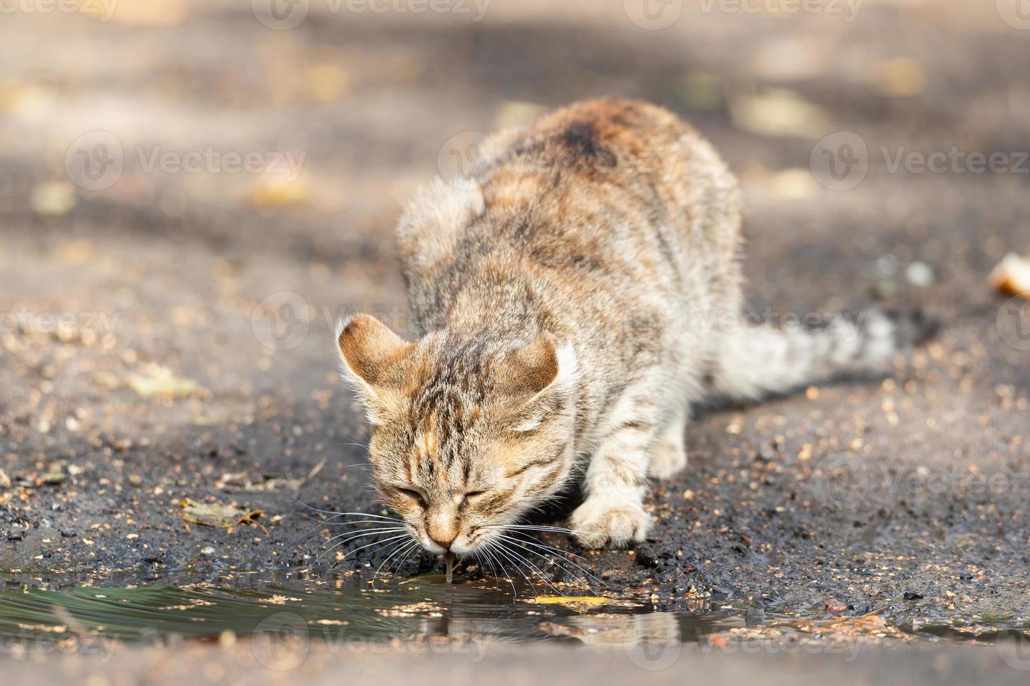 grigio a strisce gatto passeggiate su un' guinzaglio su verde erba all'aperto. foto