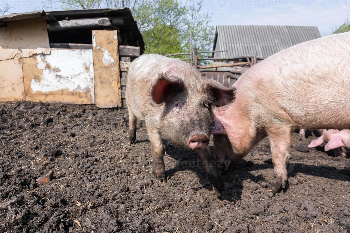 maiale agricoltura raccolta e allevamento di domestico maiali. foto