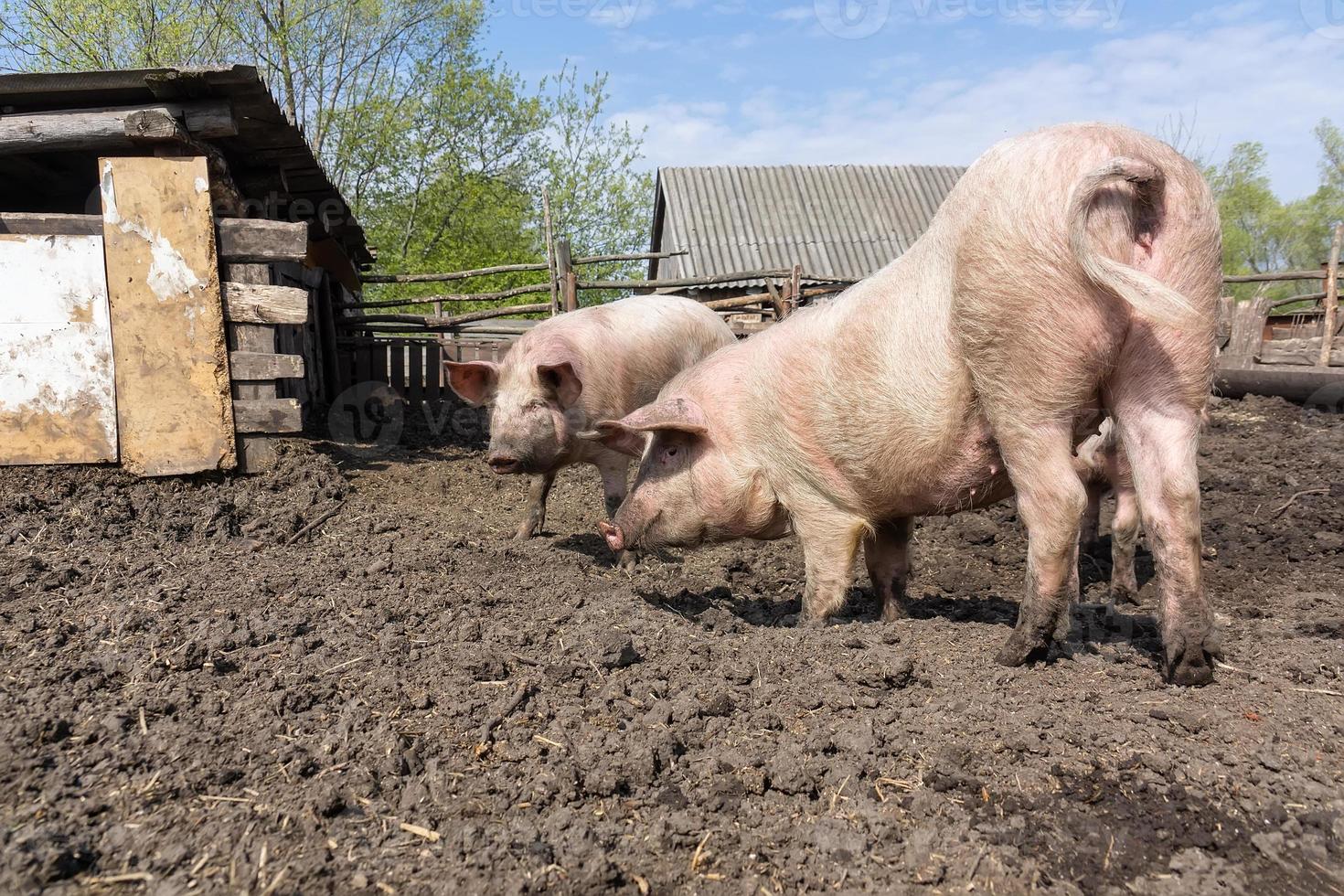 maiale agricoltura raccolta e allevamento di domestico maiali. foto