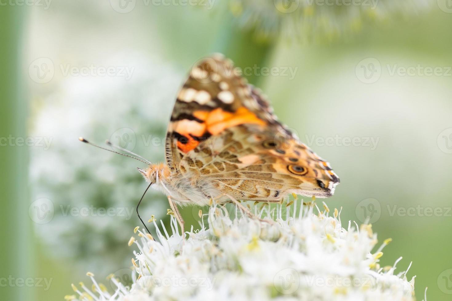 farfalla su fiorire fiore nel verde natura. foto