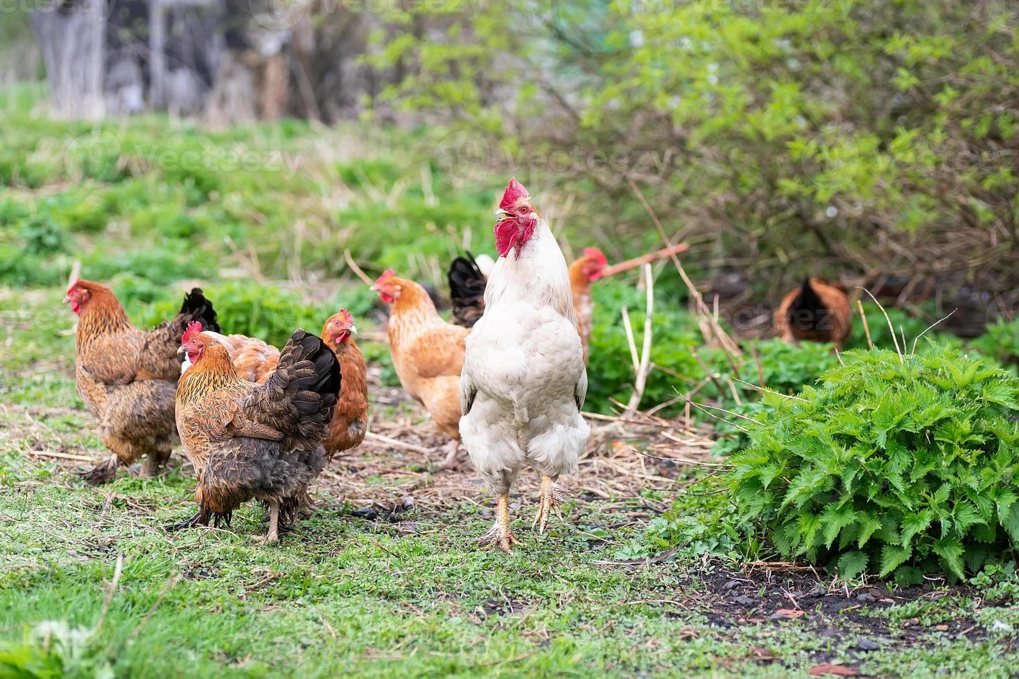 Gallo e polli. gratuito gamma cazzo e galline foto