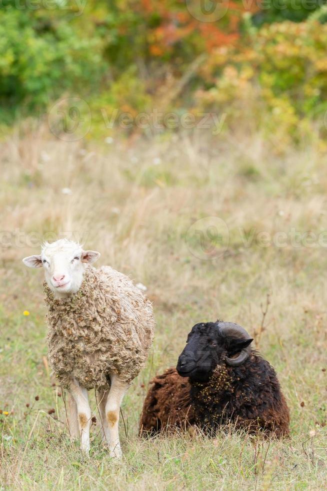 pecora e agnello su verde erba. foto