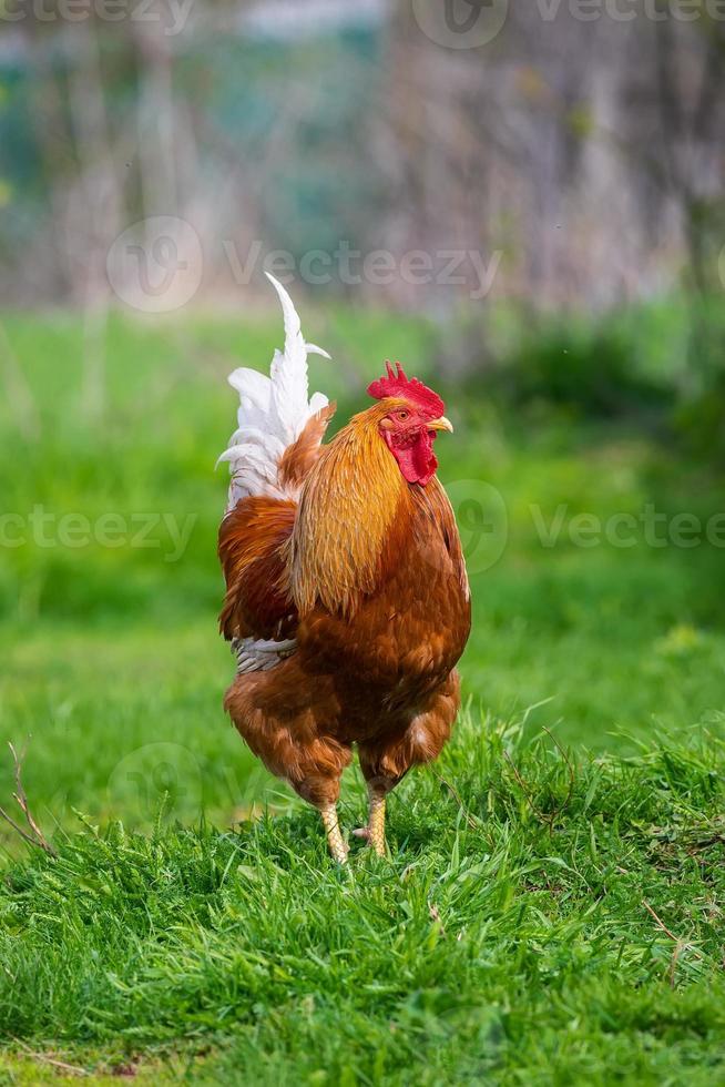 un' Gallo e un' free-range pollo su il erba nel il campagna foto