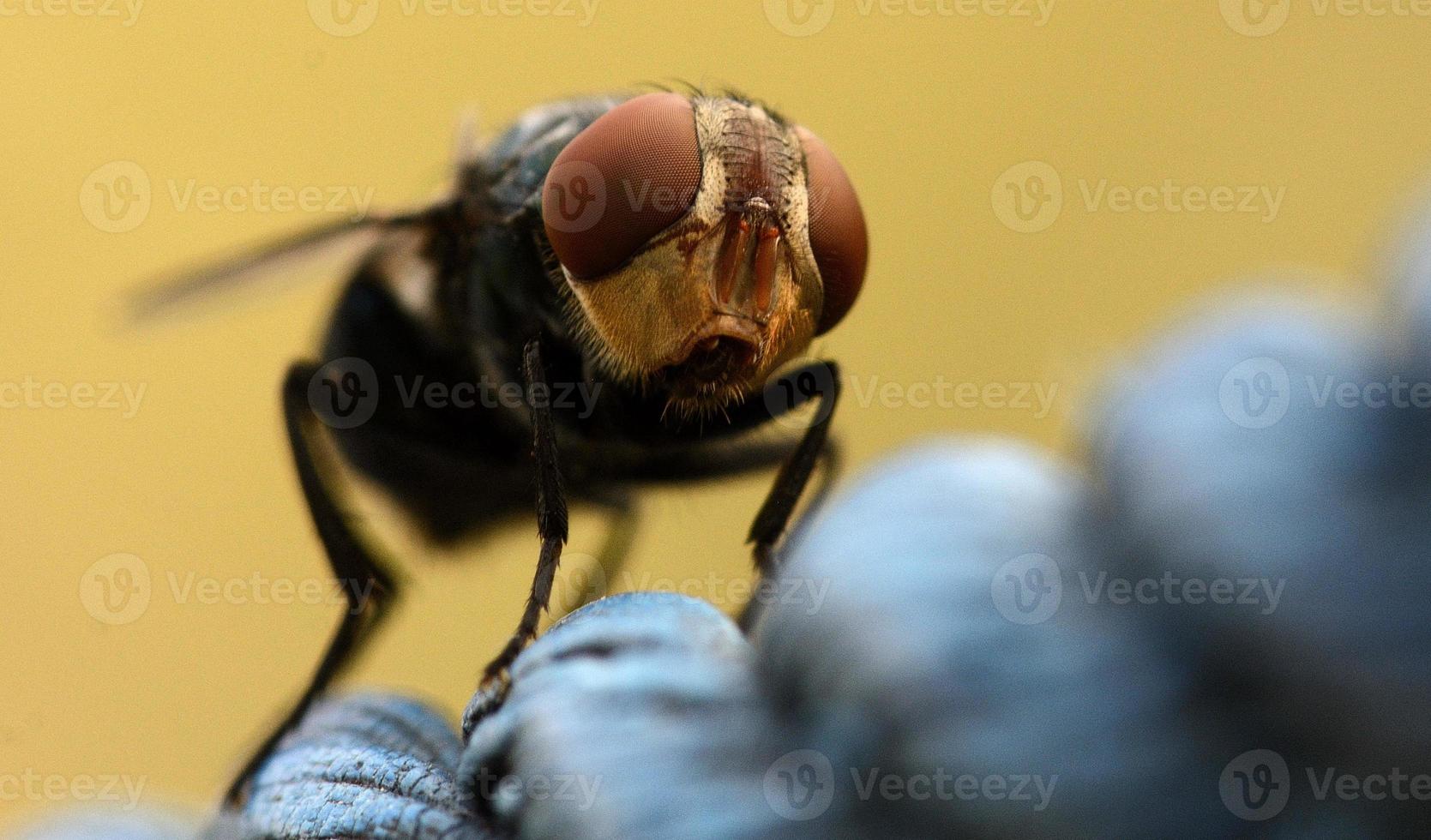 mosca semplice in macro foto