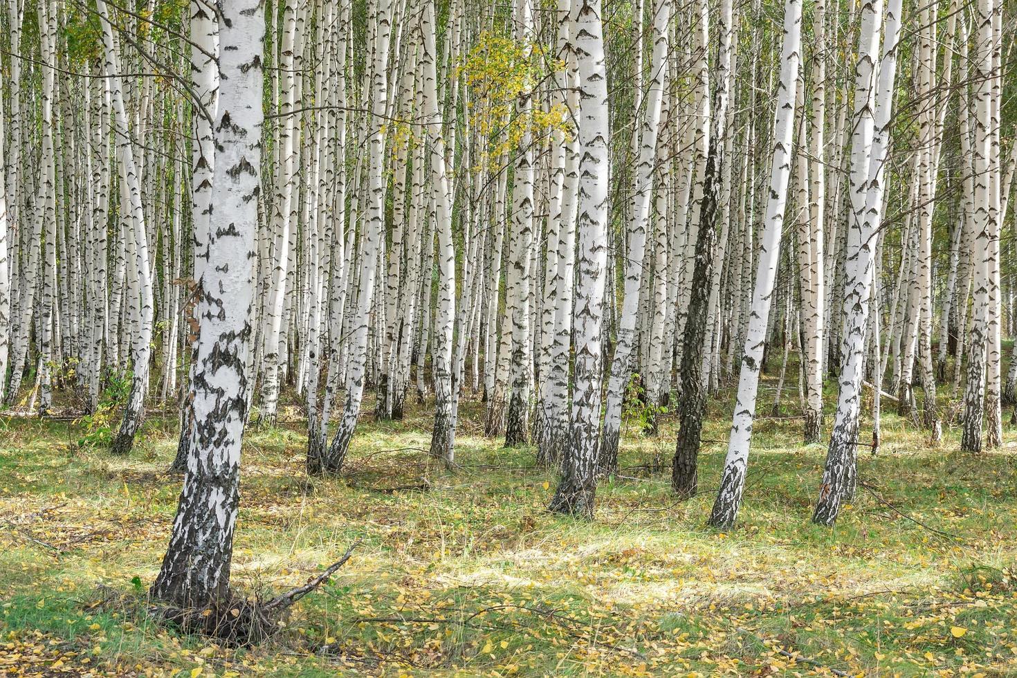 bellissimo autunno panoramico paesaggio con betulla boschetto. betulla foresta. betulla boschetto. bianca betulla bauli.. foto