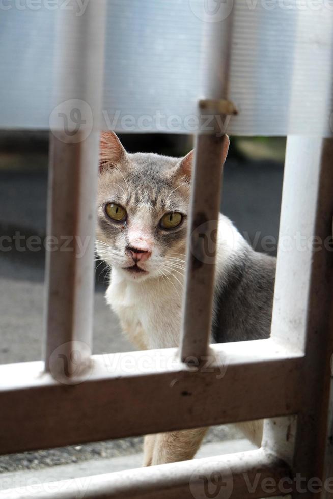 gatto guardare al di sopra di il recinto foto