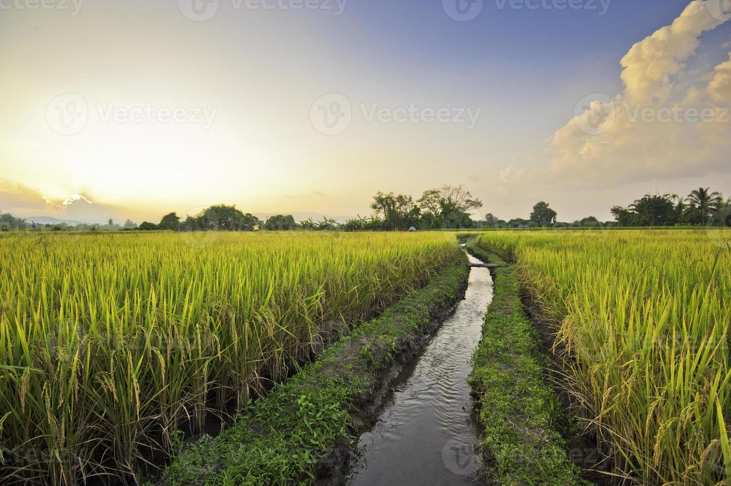 bellissimo campo di riso in Thailandia foto