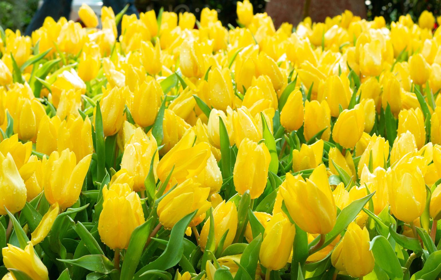 bellissimo fresco giallo tulipani nel giardino foto