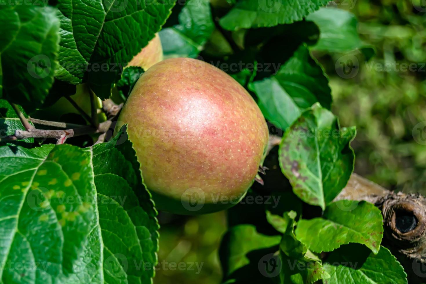 fotografia sul tema bellissimo albero di frutta ramo di melo foto