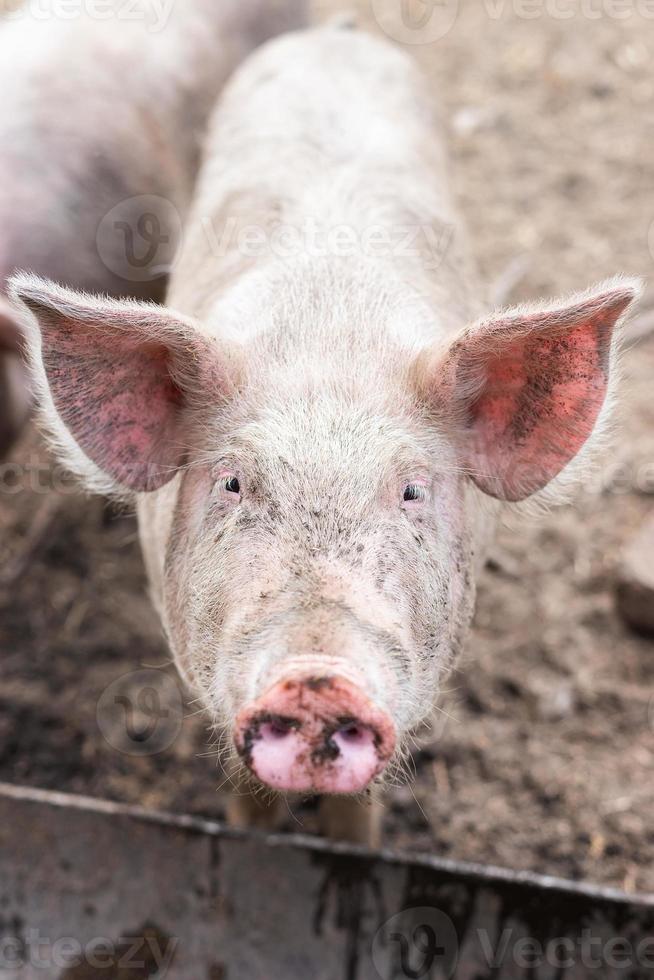 maiale agricoltura raccolta e allevamento di domestico maiali foto