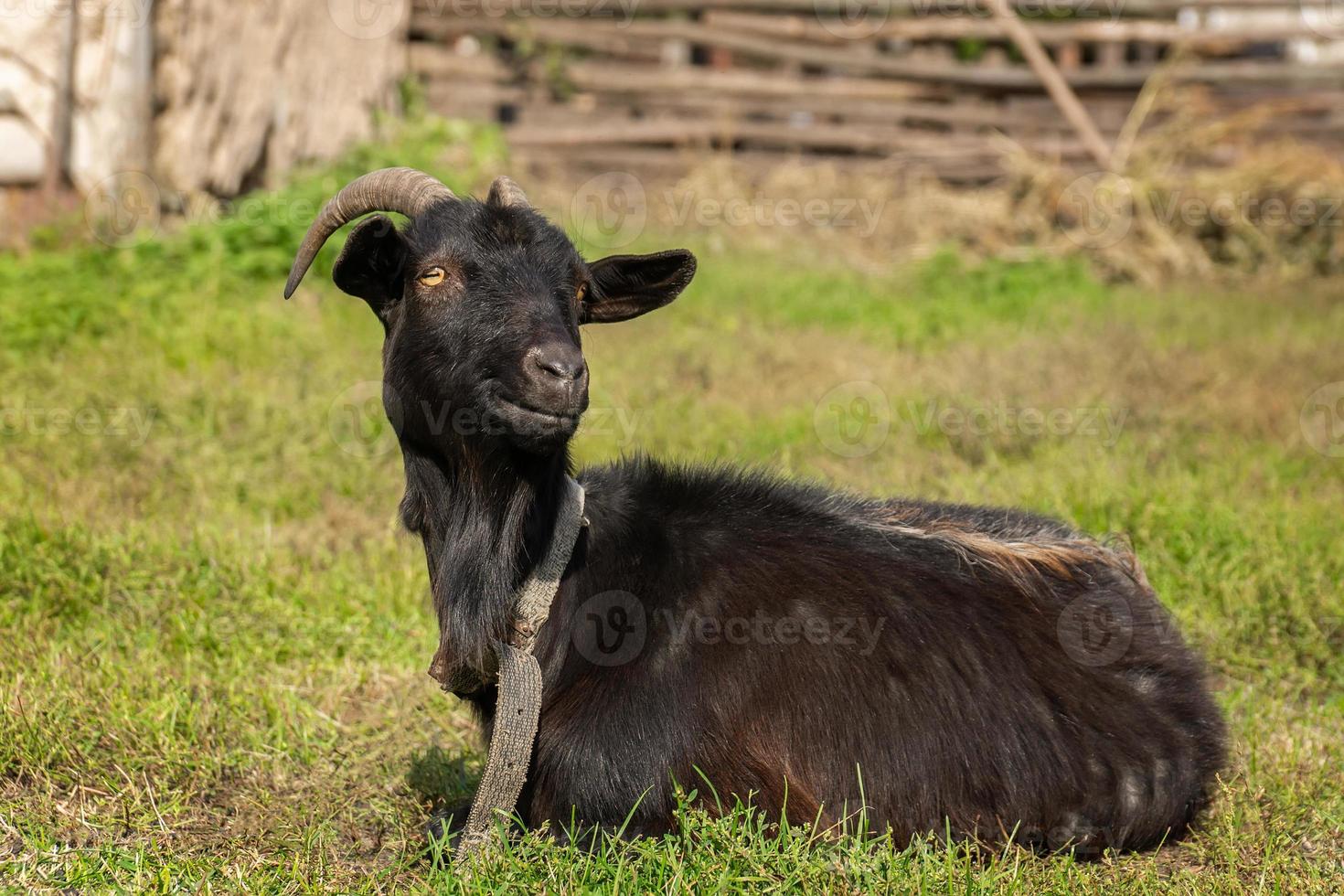 capra su erba. foto