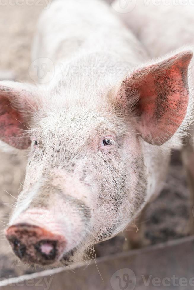 maiale agricoltura raccolta e allevamento di domestico maiali. foto