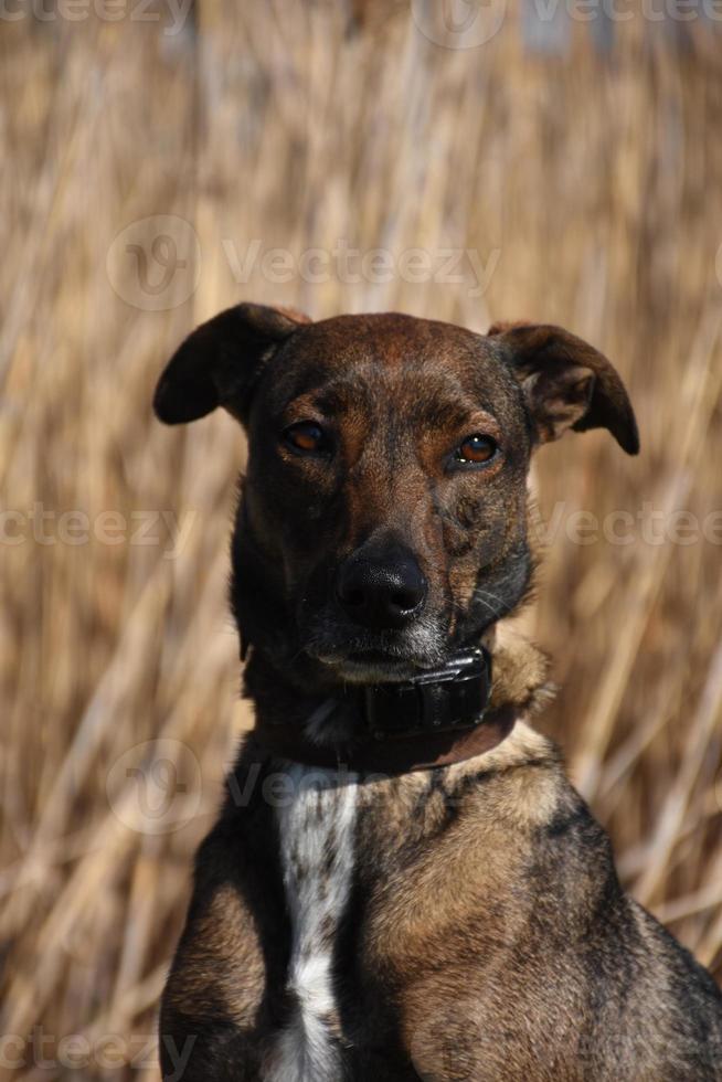 misto razza cane seduta per un' ritratto foto