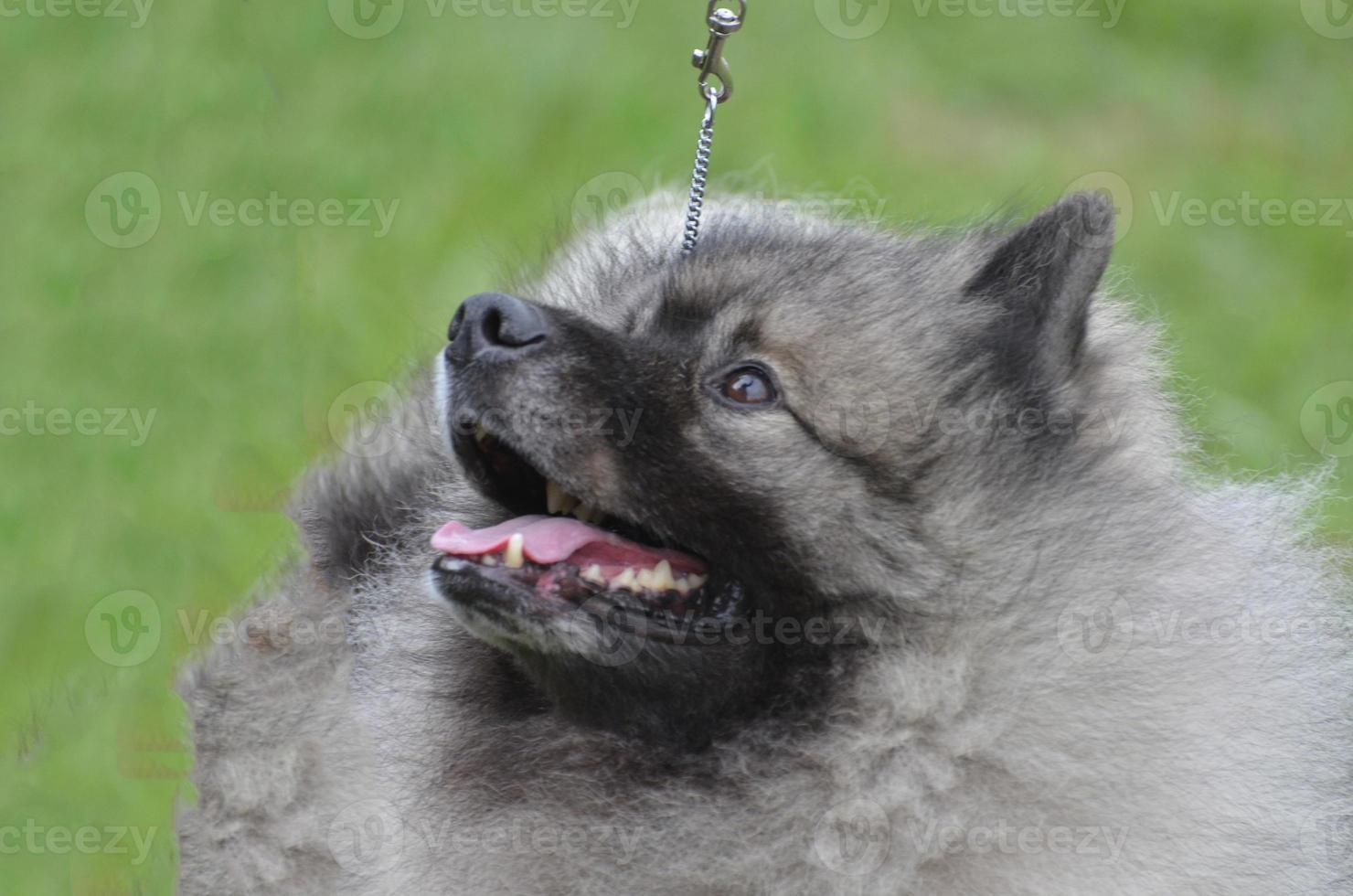 adorabile viso di un' keeshond cane foto