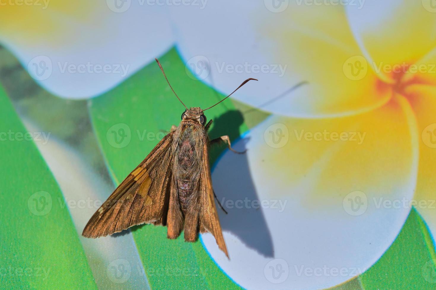 macchiato d'argento skipper farfalla durante un Ohio estate foto