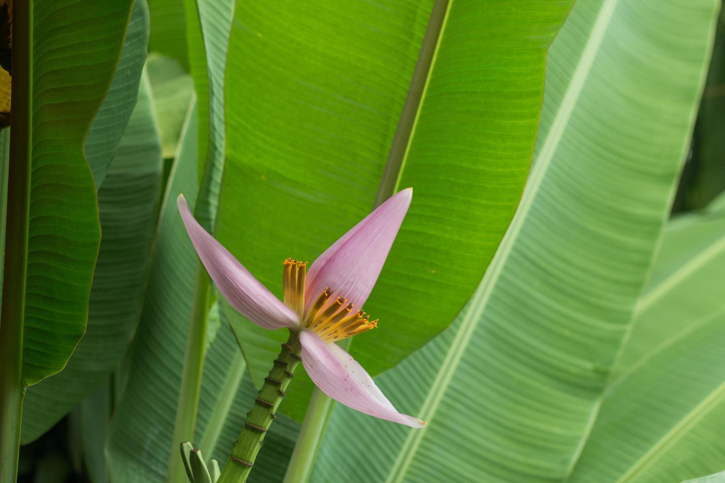 fiore di banana rosa su albero di banana foto