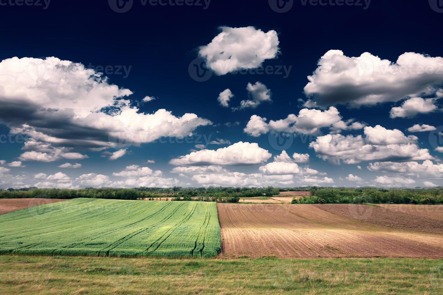 paesaggio rurale con campo di grano in una giornata di sole foto