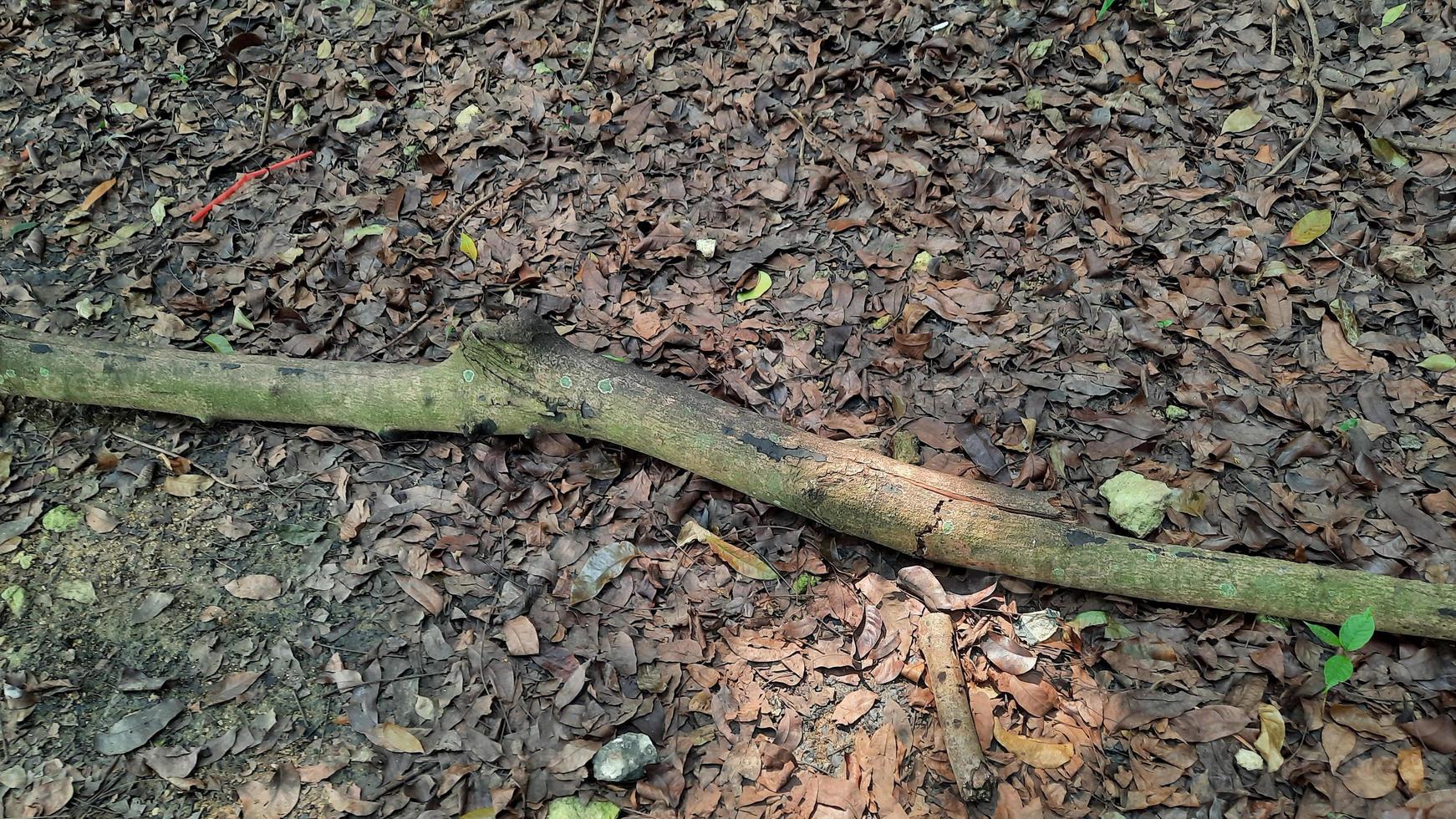 secco le foglie sfondo con un' asciutto bastone 03 foto