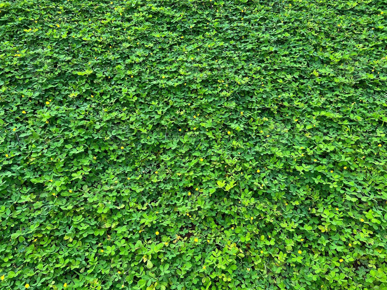 sfondo di verde erba con pioggia goccioline su le foglie foto