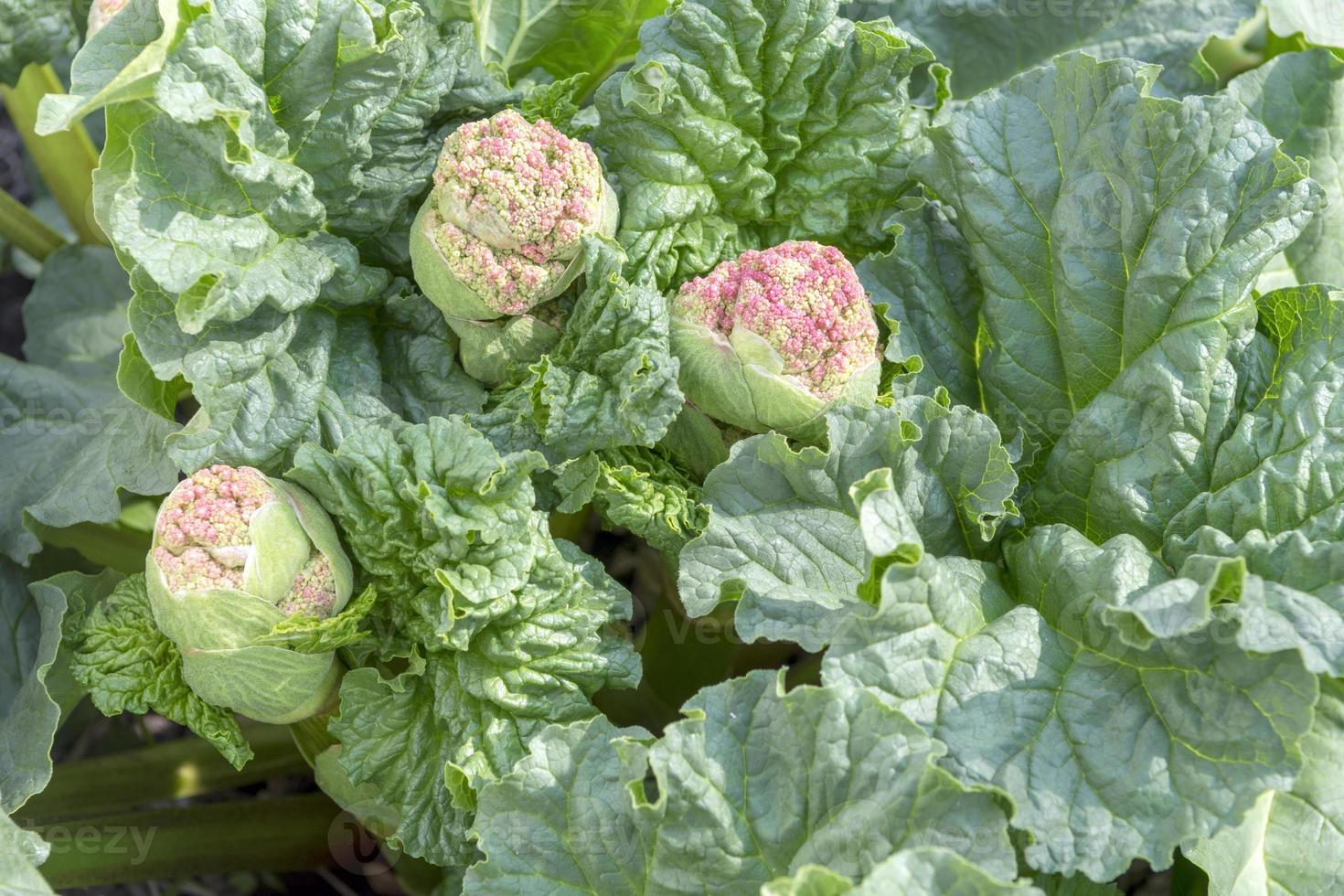 il seme baccello di il rabarbaro pianta è di per fioritura. foto