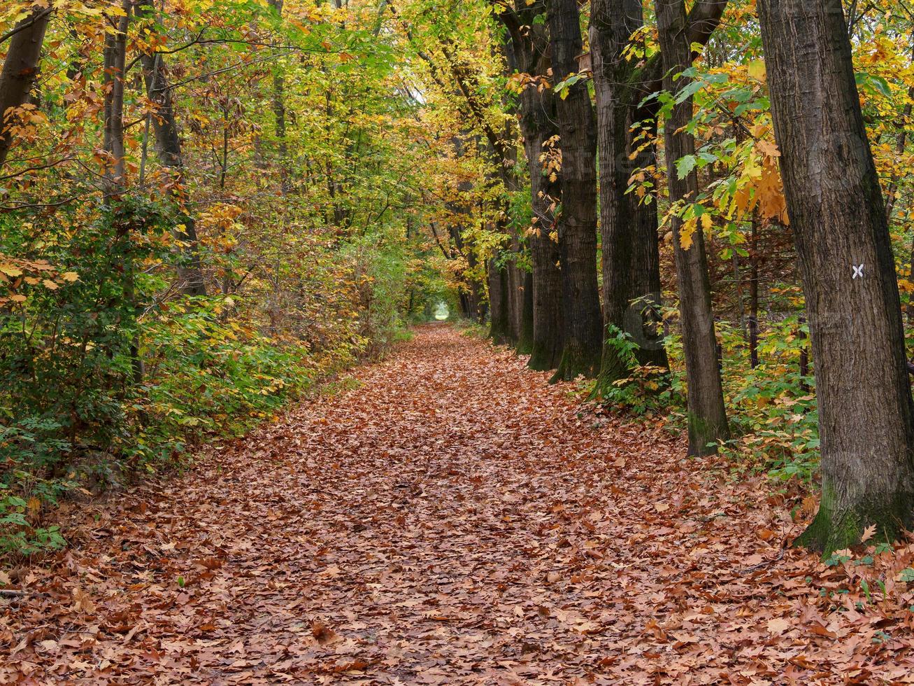 autunno nella foresta foto