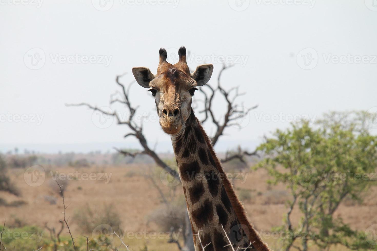 occhio contatto con un' giraffa foto