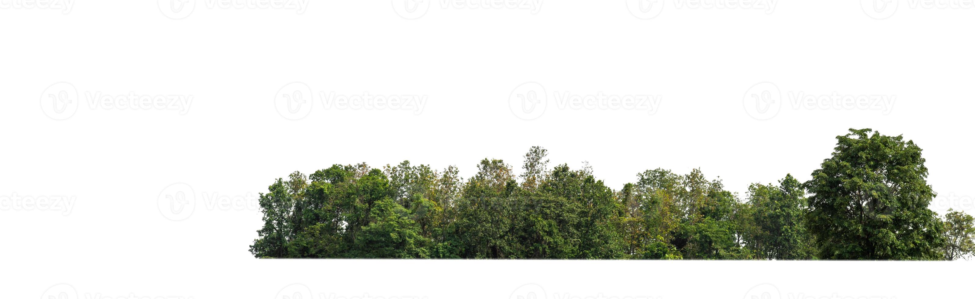 verde alberi isolato su bianca sfondo. siamo foresta e fogliame nel estate per tutti e due stampa e ragnatela pagine foto