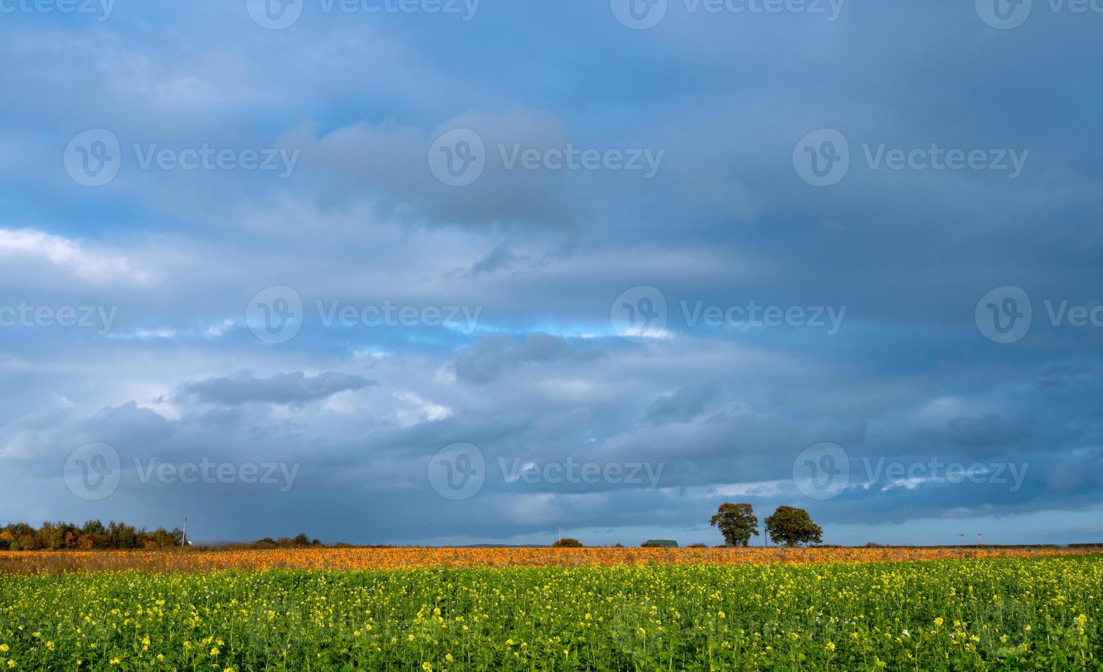 paesaggio raccogliere azienda agricola campo con sfocato azienda agricola i campi di zucche con cupo nuvole nel autunno o inverno, arancia zucche toppa a all'aperto contadino mercato. foto