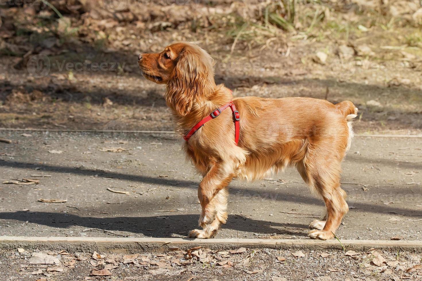 cocker spaniel nel il parco foto