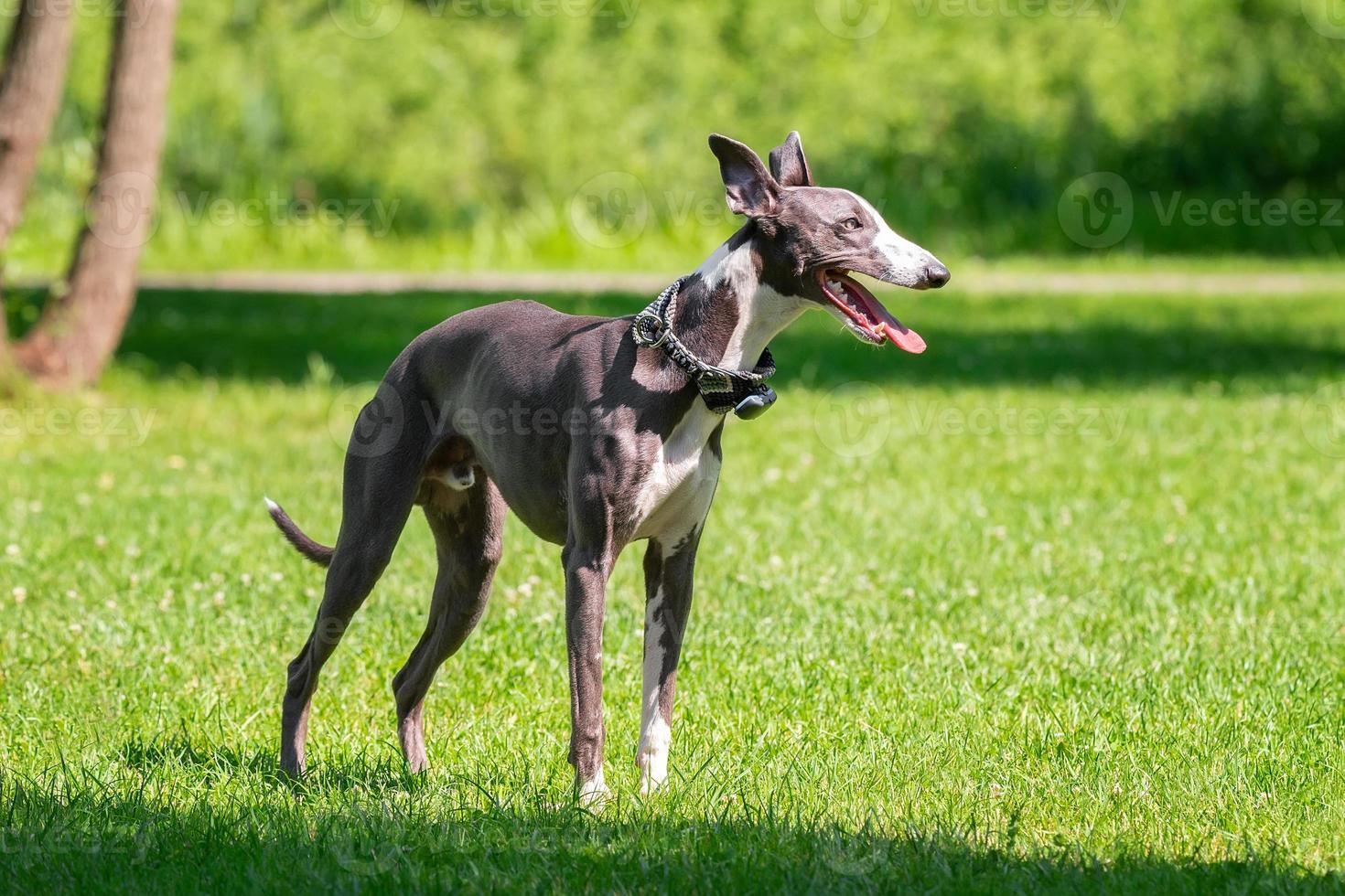 cane razza cane da caccia foto