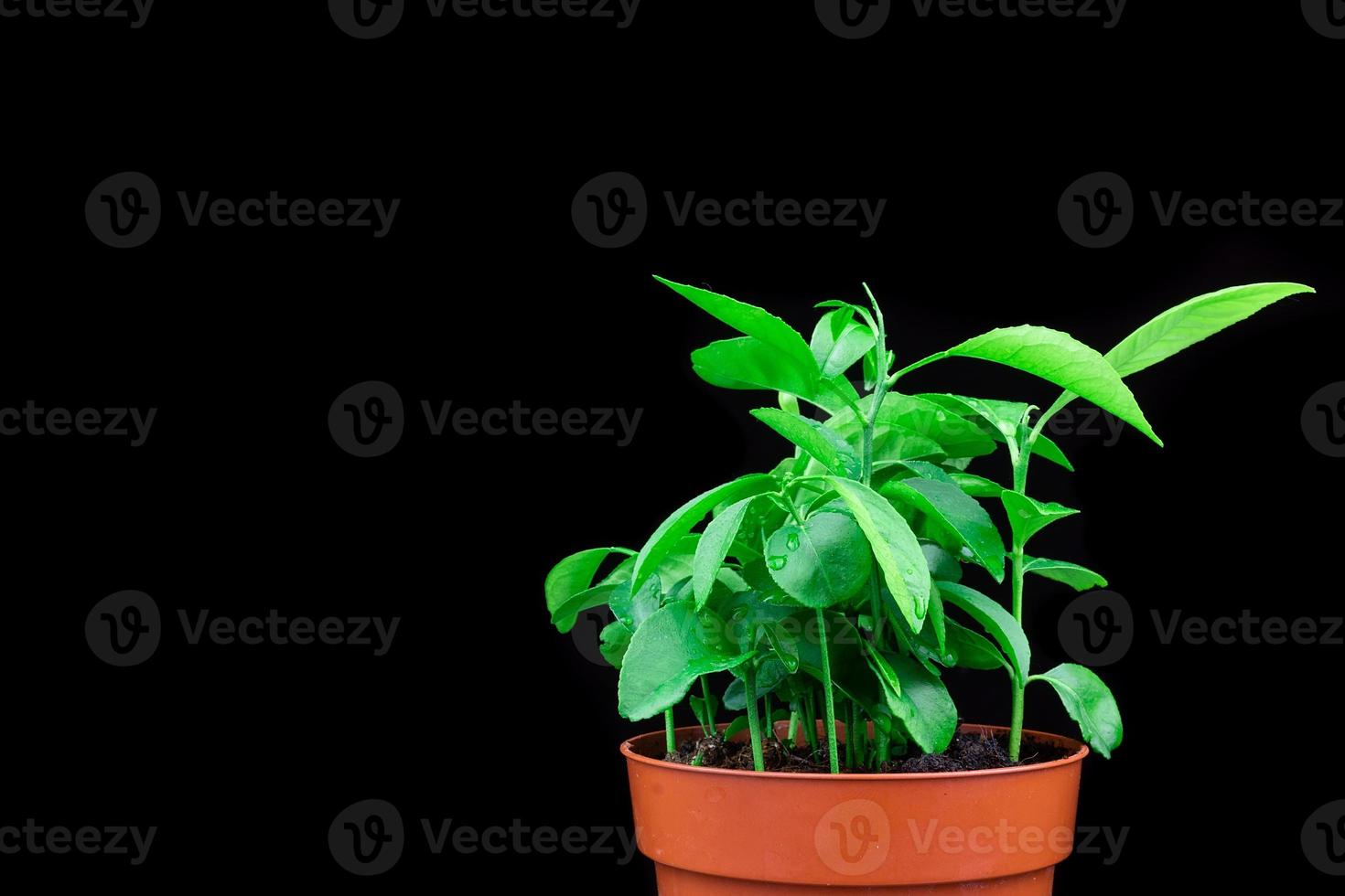 agrume pianta nero sfondo foto