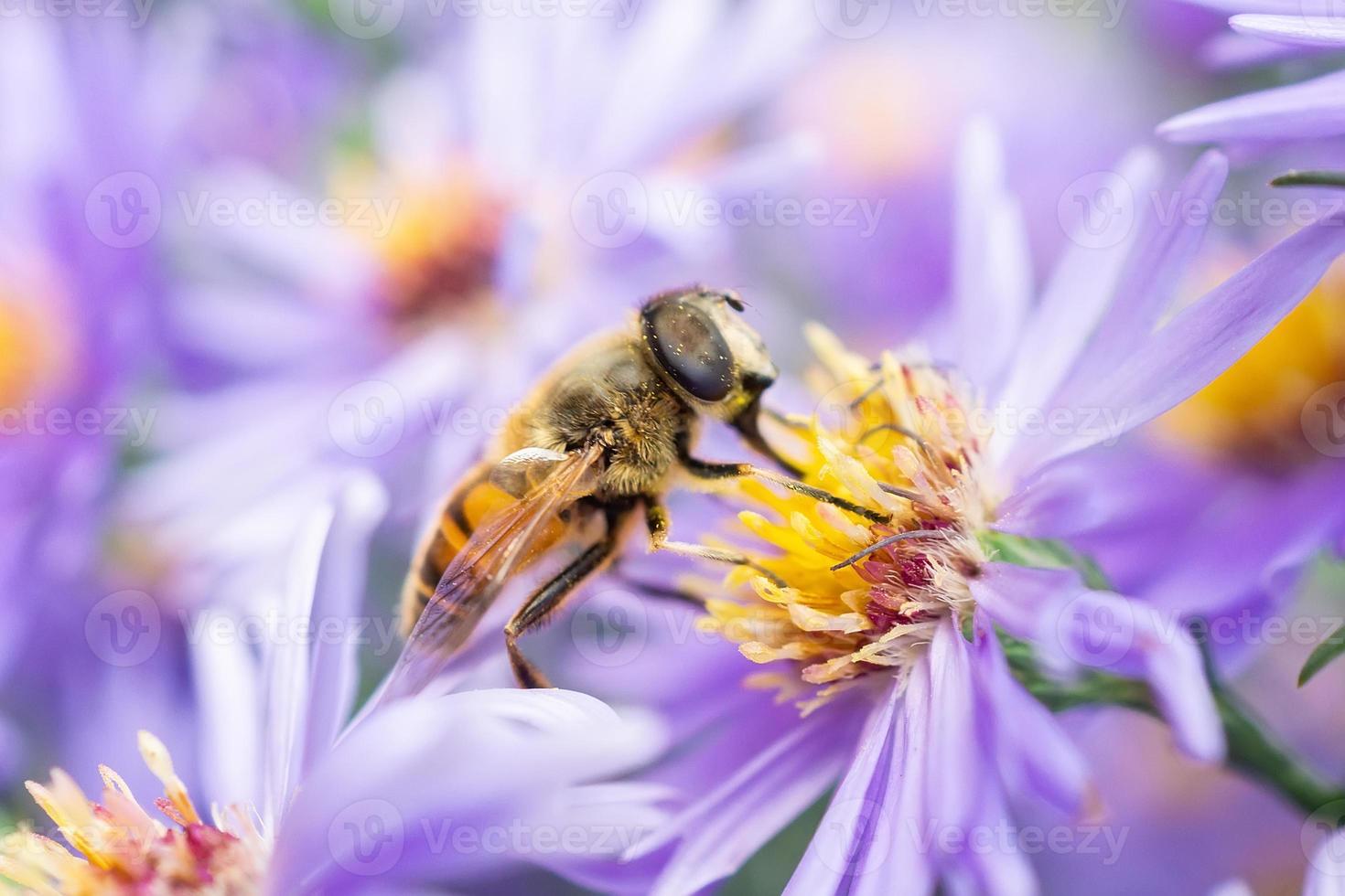 il viso di eristalis arvorum foto