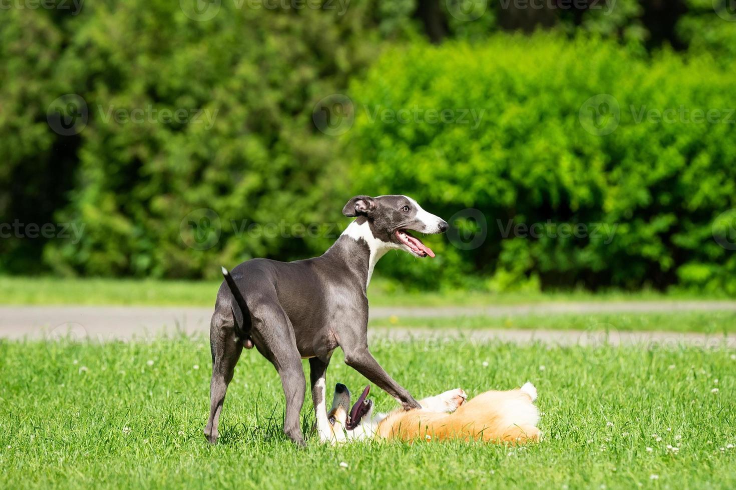 cane da caccia levriero e corgi foto