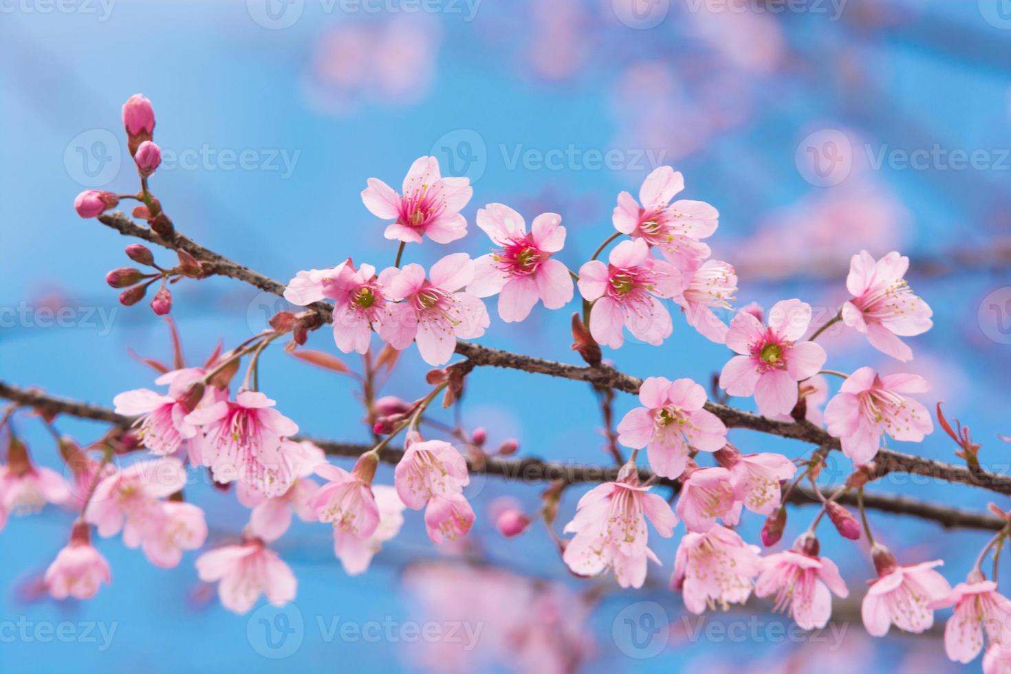 fiori di sakura, è sullo sfondo del cielo blu foto