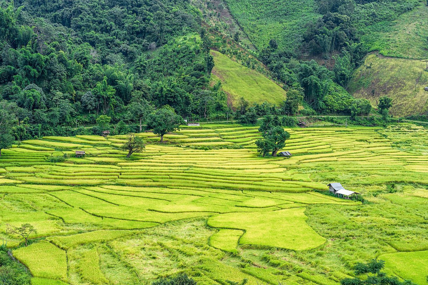 terrazzato riso i campi su montagne e casa di agricoltori natura Visualizza nel nan di Tailandia foto