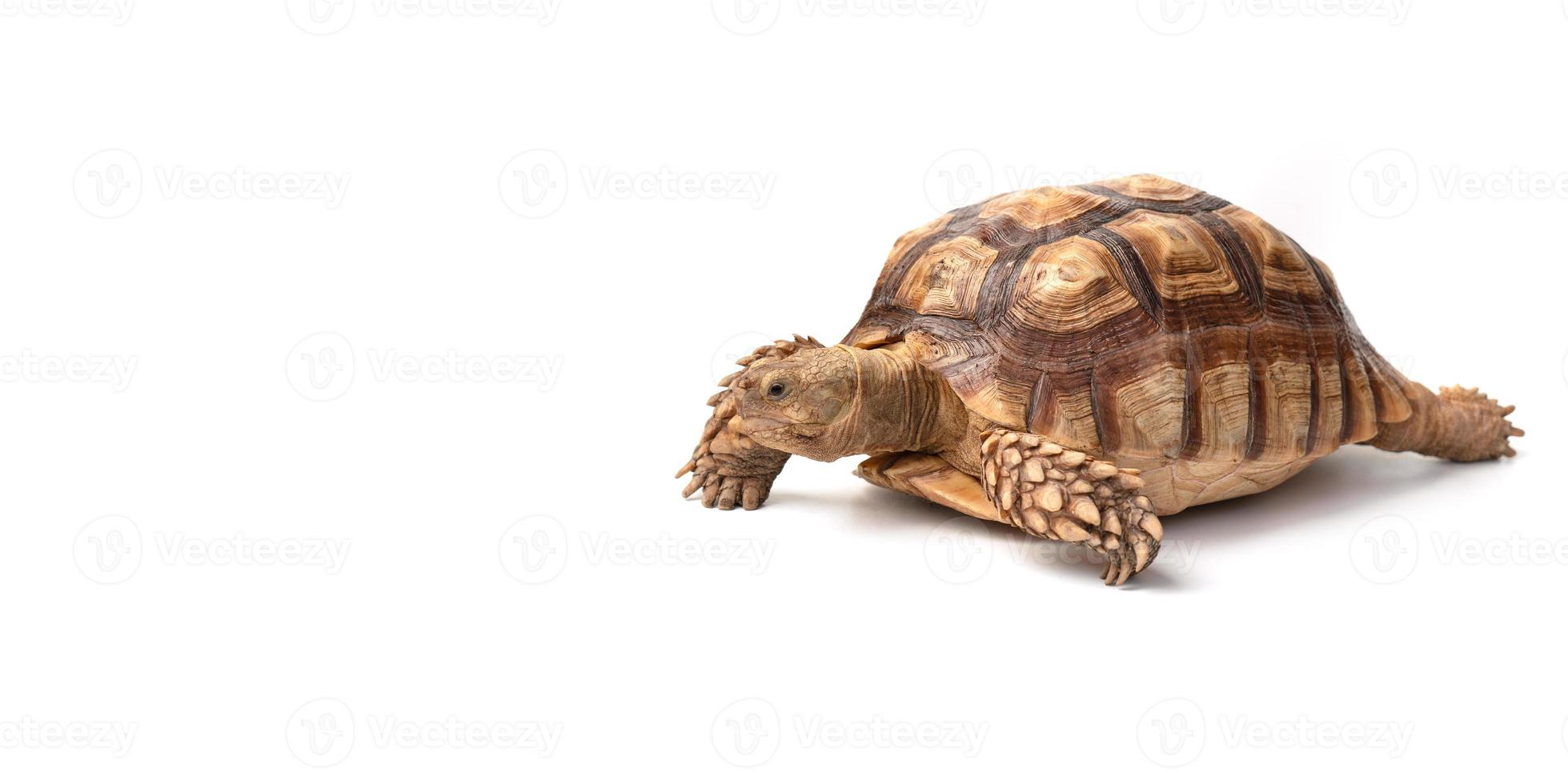 tartaruga centrochelys sulcata isolato su bianca sfondo foto