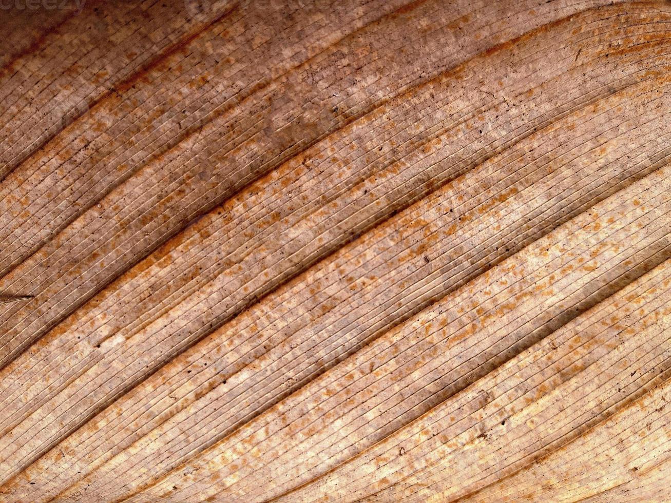 sfondo struttura di secco Banana le foglie foto