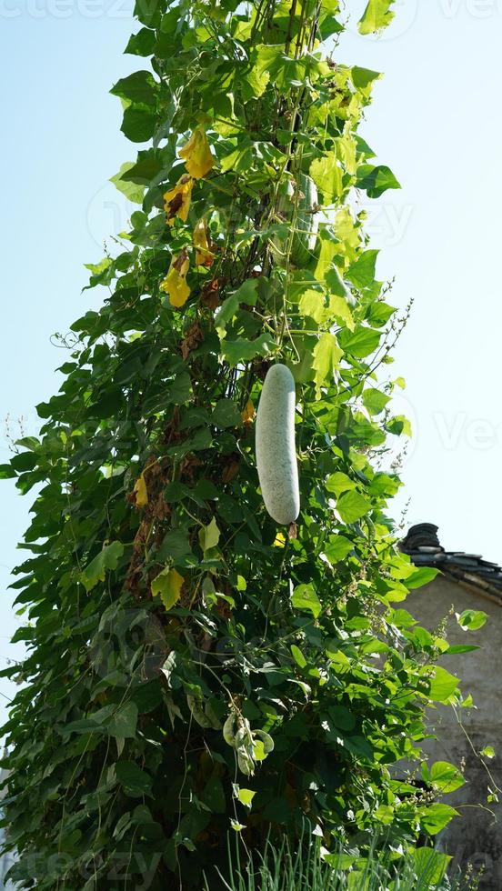 il bellissimo tradizionale Cinese villaggio Visualizza con il classico architettura e fresco verde alberi come sfondo foto