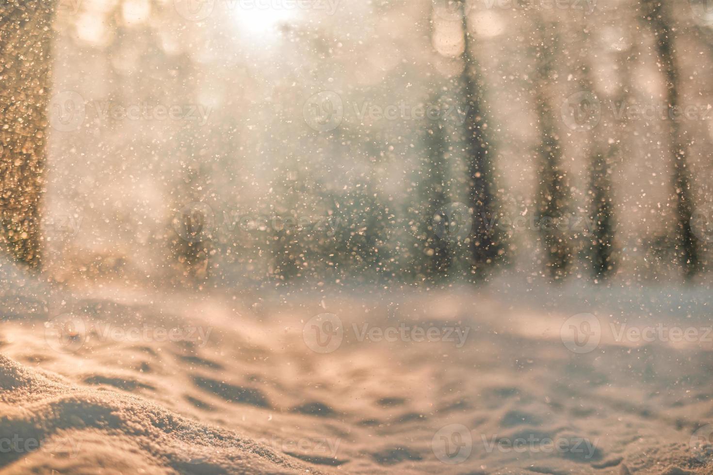 inverno natura avvicinamento, morbido luce del sole sfocato foresta alberi. idilliaco la libertà avventura natura concetto. sereno sentiero in sfocato foresta alberi. ispirazione calma natura paesaggio, caldo soleggiato Visualizza foto